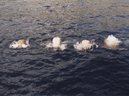 Törn 2000